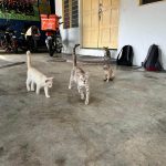 Culture Silat - Stage en Malaisie 2024 - Les chats du Studio KCH (2)