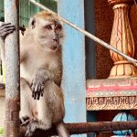 Culture Silat - Stage intensif en Malaisie 2024 - Batu Caves (15)